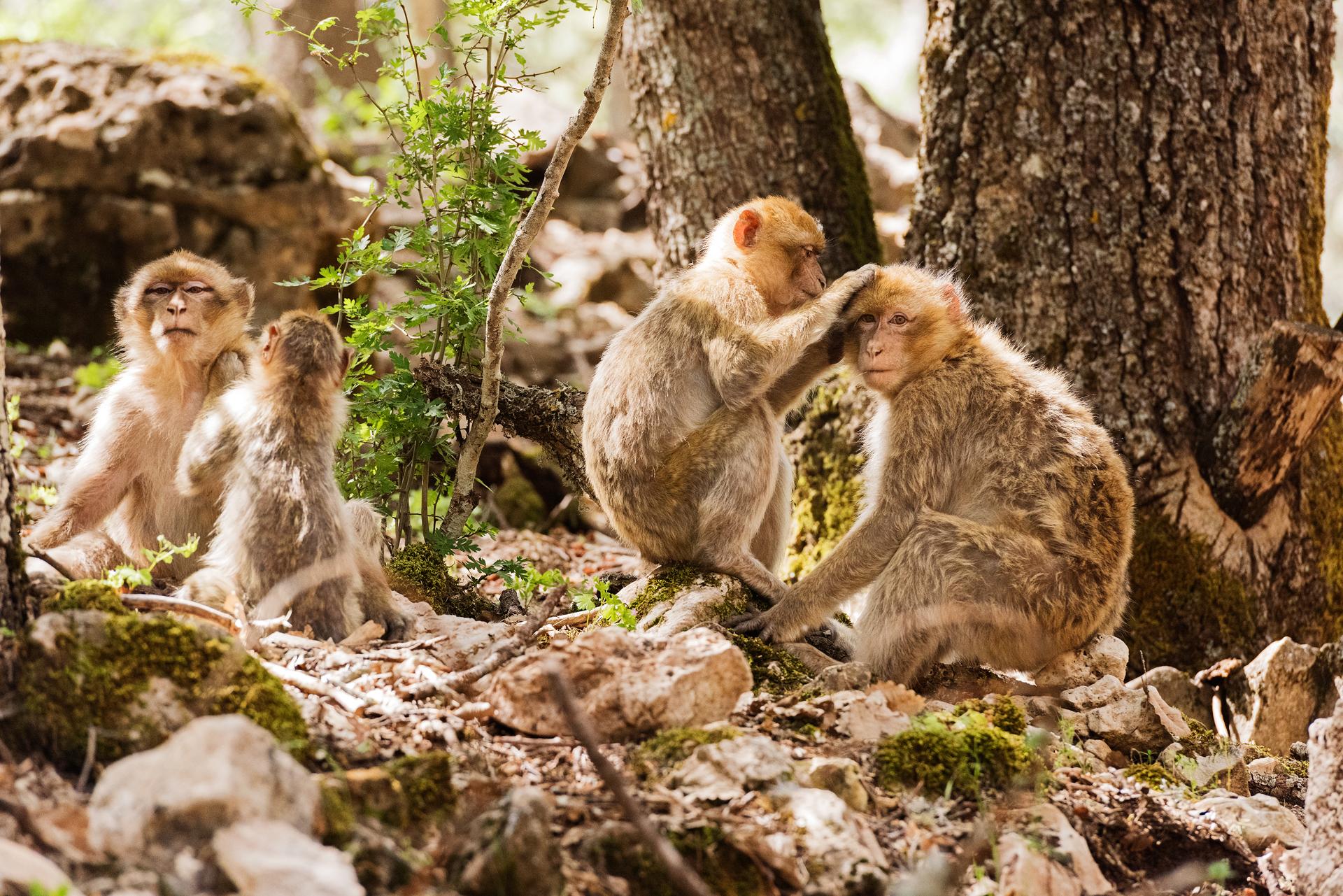 Michlifen Resort & Golf Ifrane  Exterior foto Barbary macaques